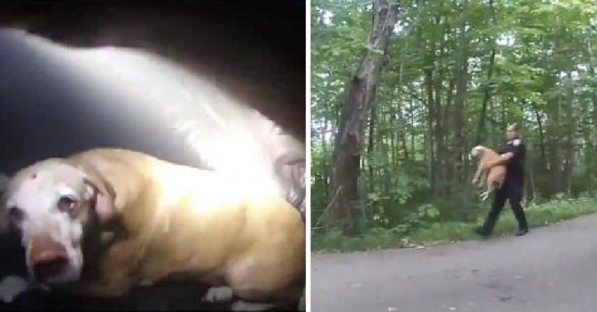 Diesel e Fido, i due cani salvati dalle fiamme di un incendio (VIDEO)