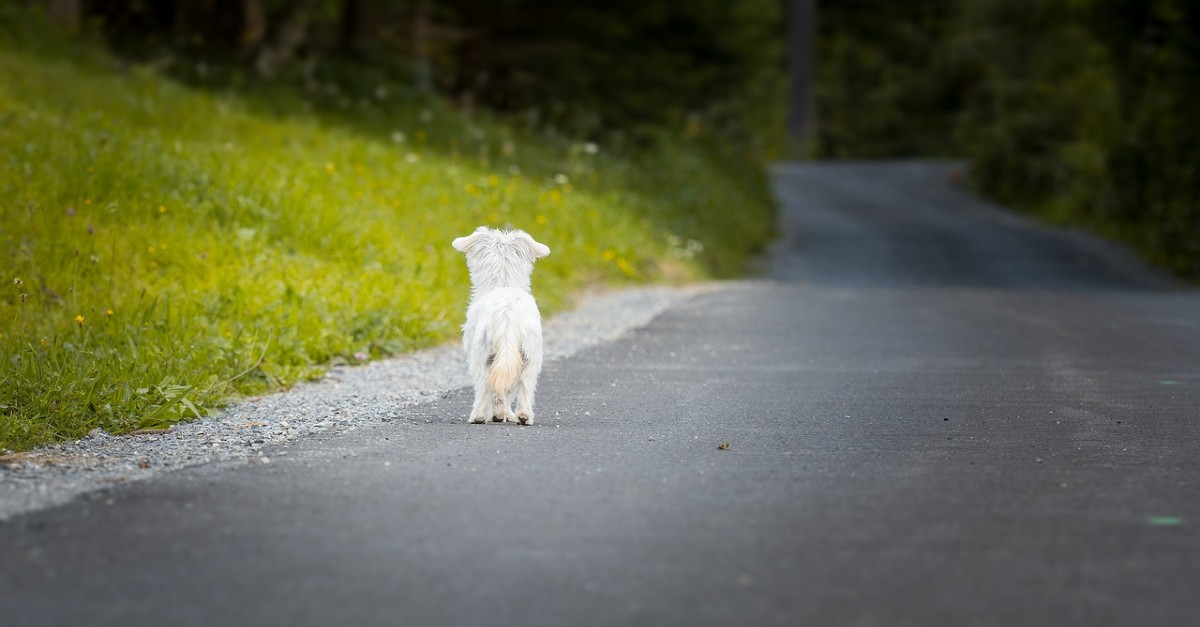 cucciolo di cane investito come aiutarlo