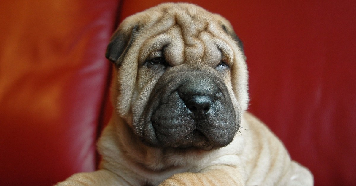 cuccioli di shar pei come pulirli