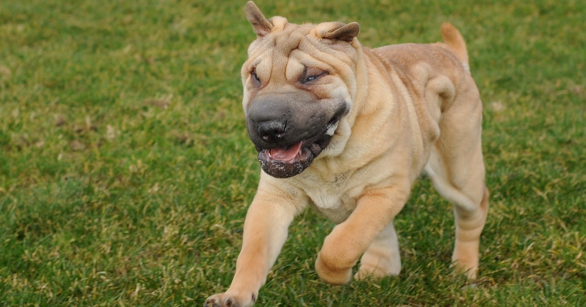 cuccioli di shar pei come pulirli