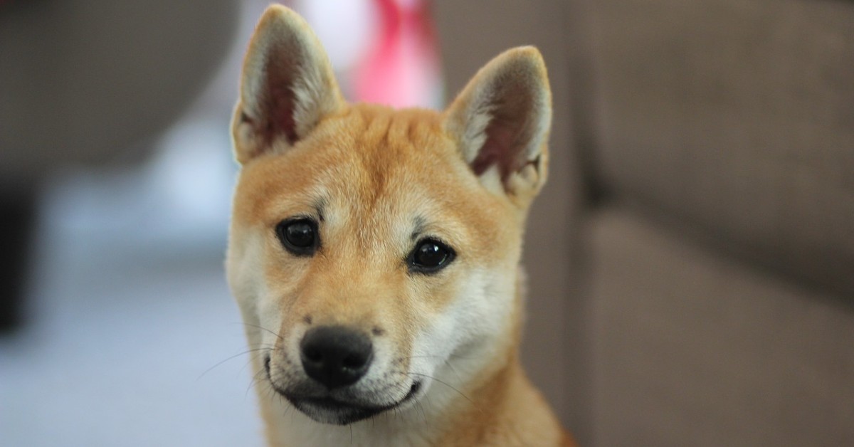 cuccioli di shiba inu come pulirli