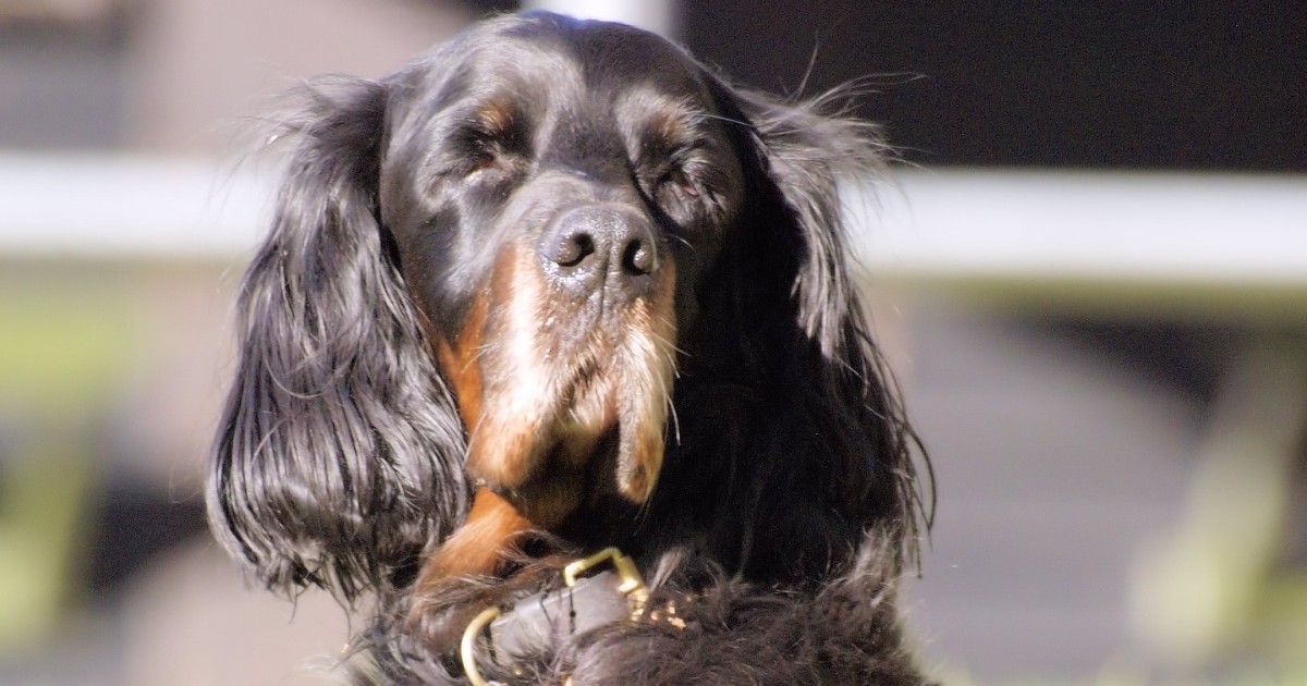 cuccioli di setter gordon