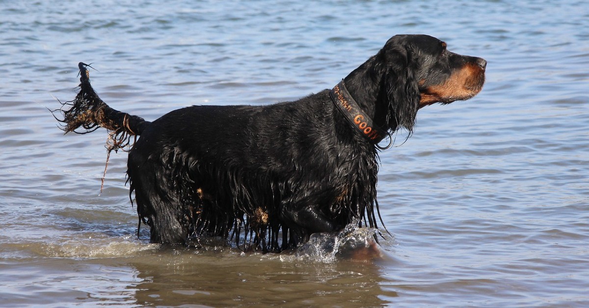 cuccioli di setter gordon