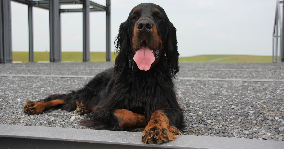 Cuccioli di Setter Gordon: carattere, indole e cosa bisogna sapere su di loro