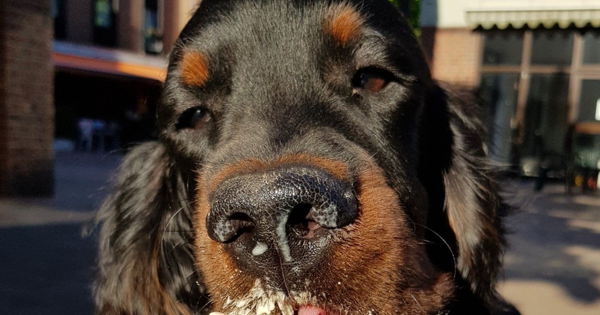 cuccioli di setter gordon