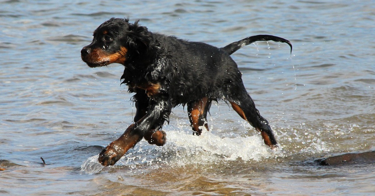 cuccioli di setter gordon