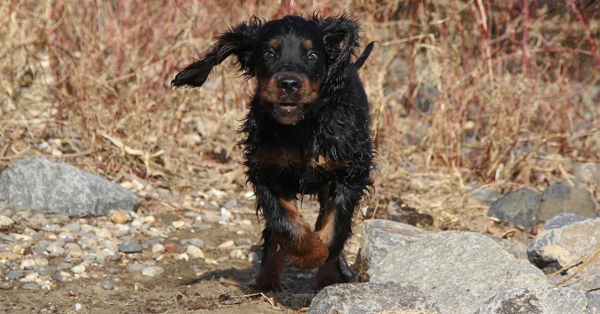 cuccioli di setter gordon