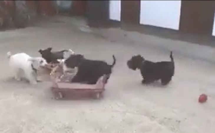 cagnolini giocattolo nuovo video famoso