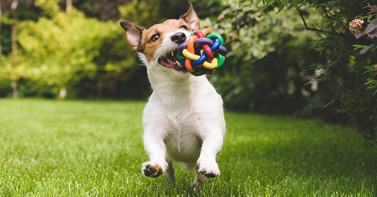 Dolci cagnolini scoprono un gioco divertentissimo (VIDEO)