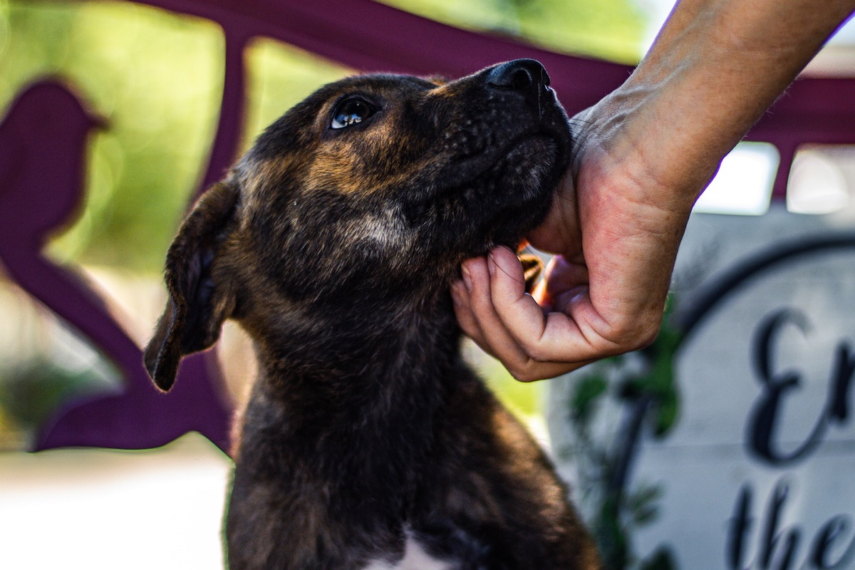 cane scuro al guinzaglio