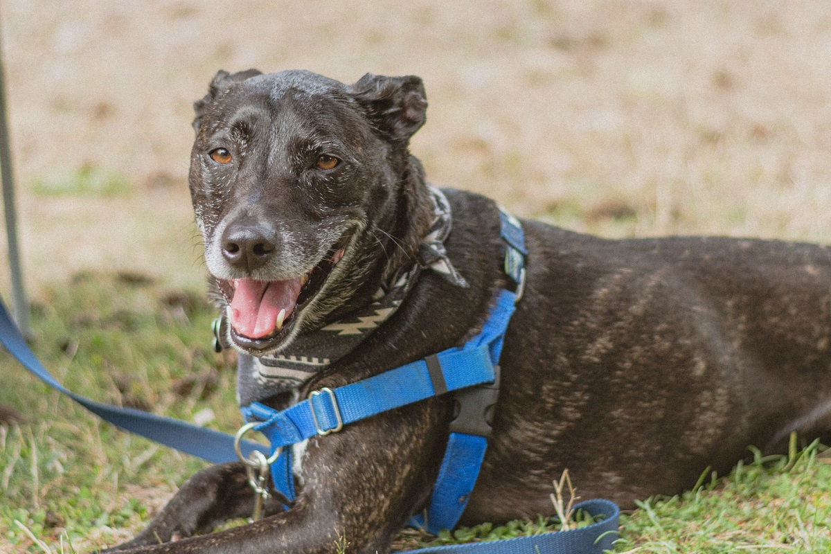 cane al guinzaglio sull'erba