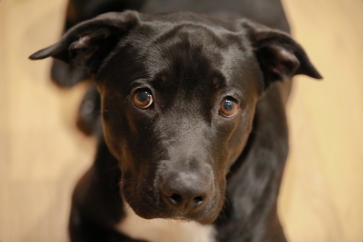 Cani, dove adottarli in Calabria: piccola guida