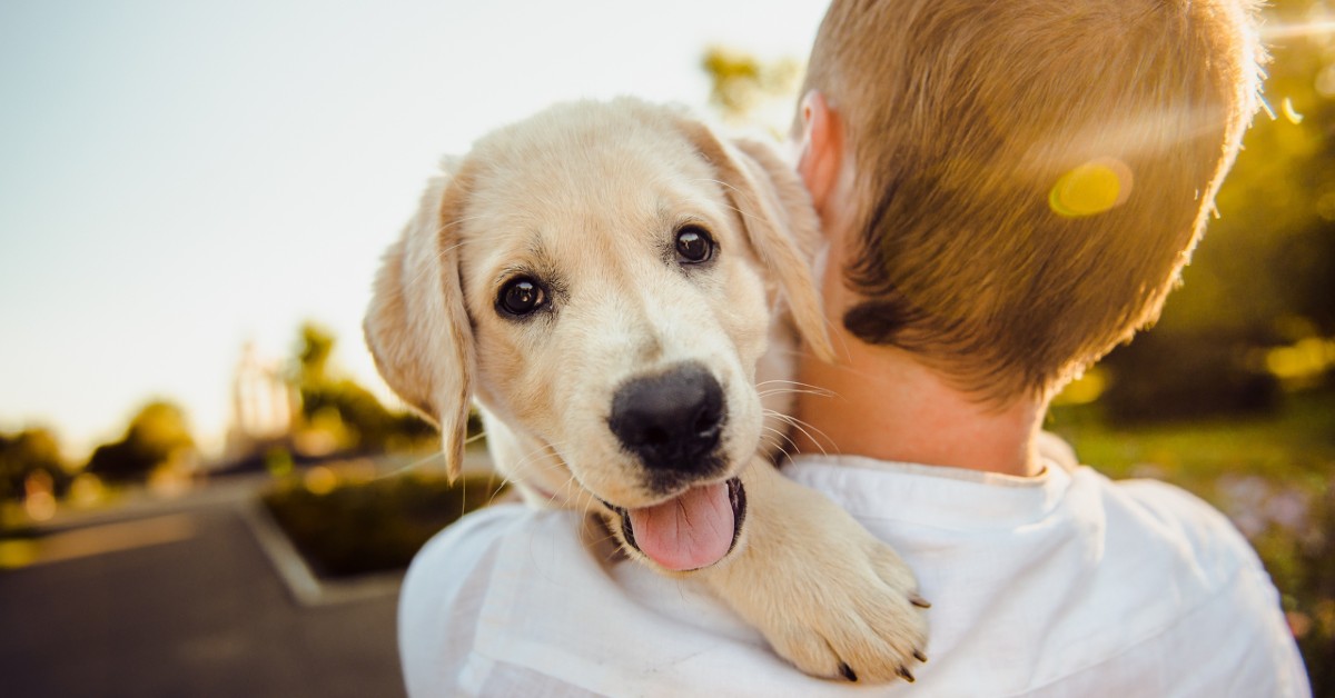 Cani, dove adottarli in Emilia Romagna: piccola guida