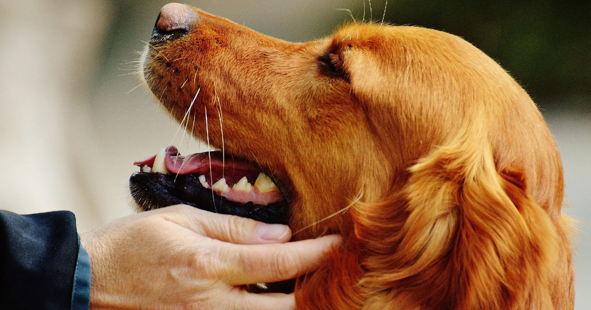 cane che guarda