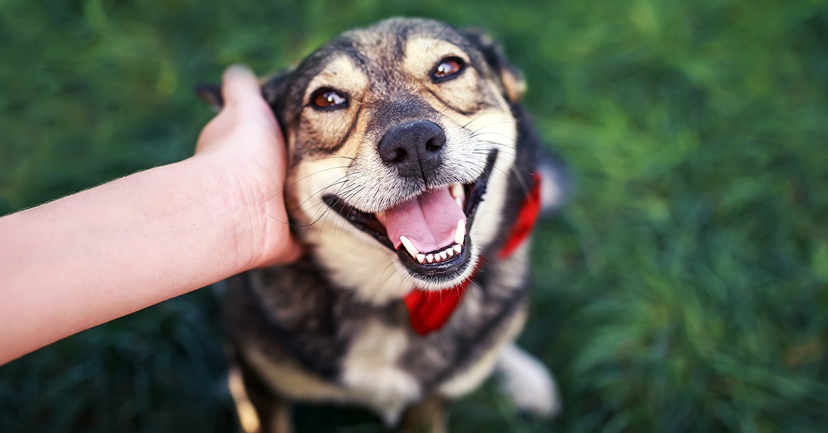 Cani, dove adottarli in Veneto: piccola guida