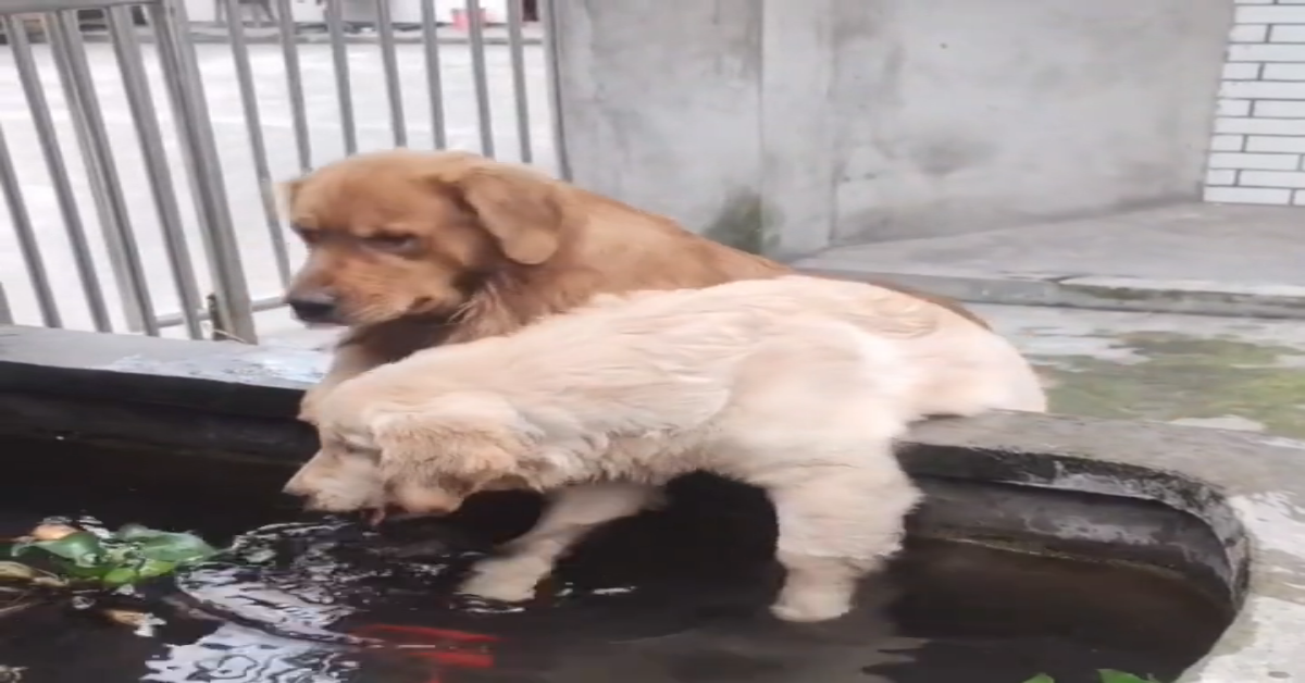 Due Golden Retriever sono innamorati dei pesciolini (VIDEO)