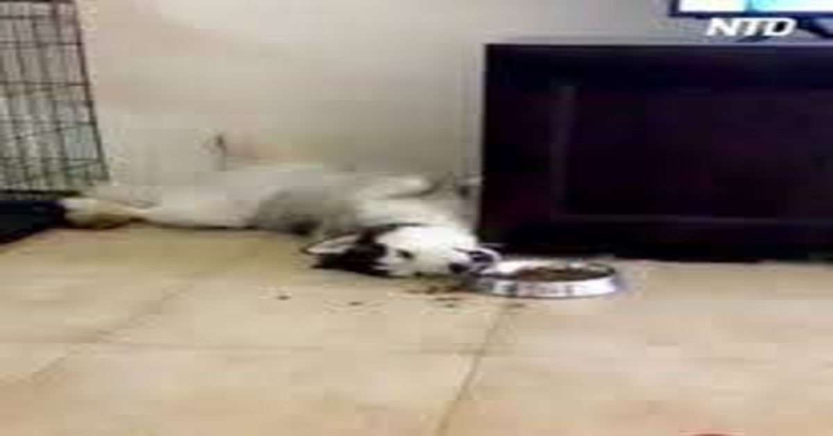 Husky mangia in una strana posizione: sdraiato (VIDEO)