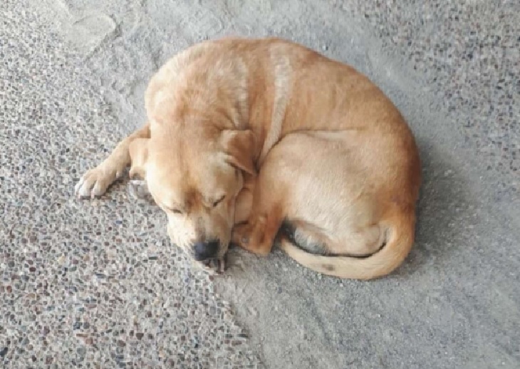 drax cagnolino trovato strada