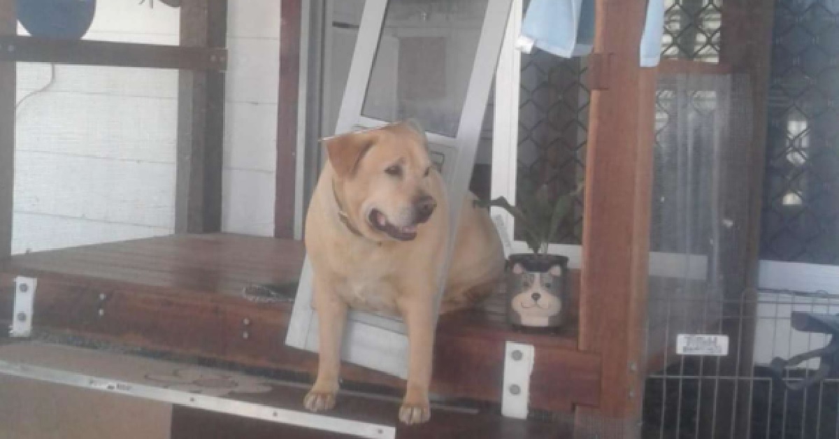 Drax, il cane che pensa di essere un cucciolo rompe una porta (VIDEO)