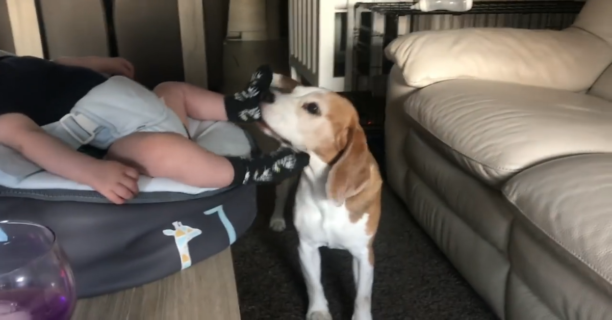 Due beagle conoscono il loro fratellino umano e ne sono molto felici (VIDEO)