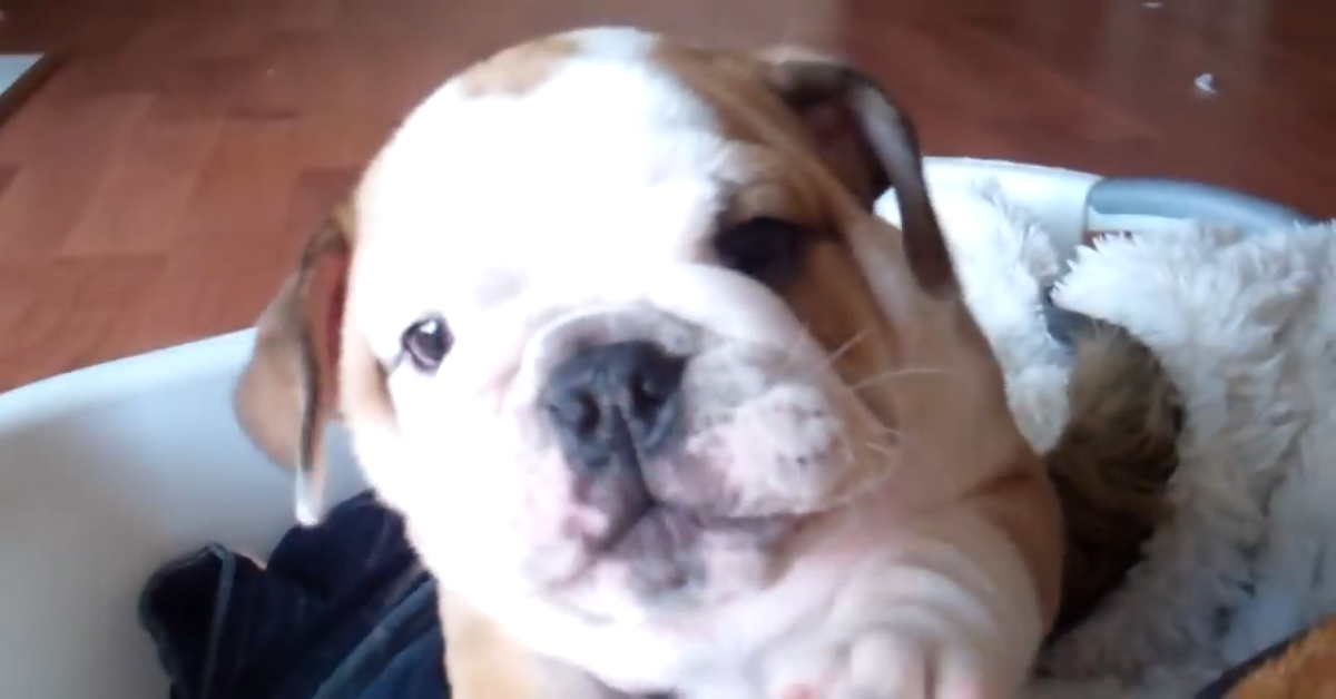 Due cuccioli di Bulldog giocano e si divertono insieme (VIDEO)