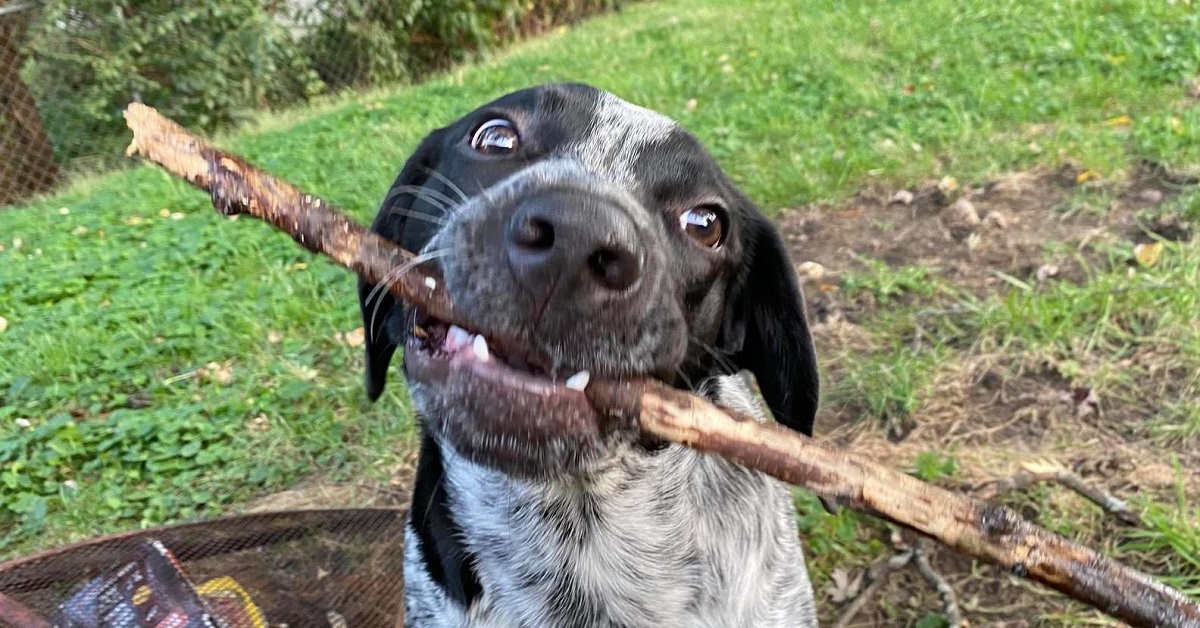 Il cagnolino Eddie pulisce quello che fa cadere per terra quando mangia (VIDEO)