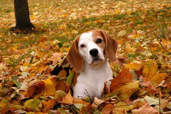 cane beagle tra le foglie
