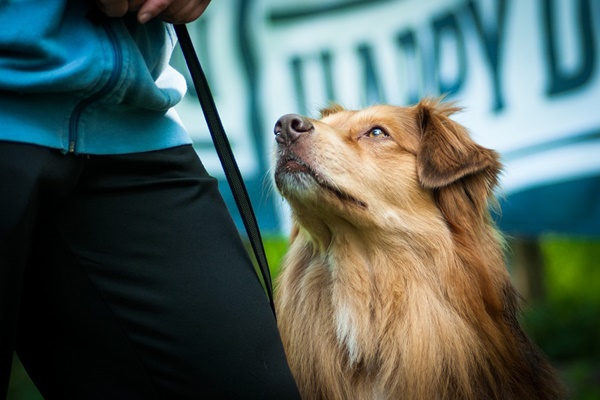 cane che guarda il suo padrone