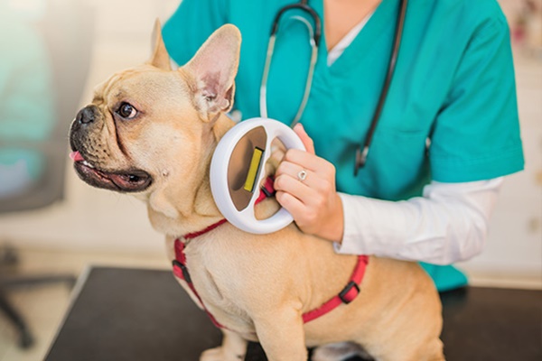 mettere il microchip al cane