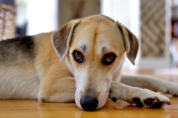 cane con lo sguardo triste