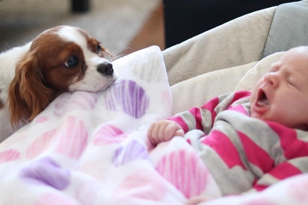 cane che guarda un bambino nella culla