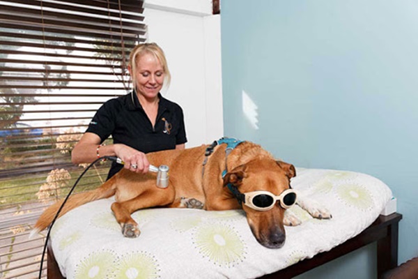 terapia a laser freddo cane