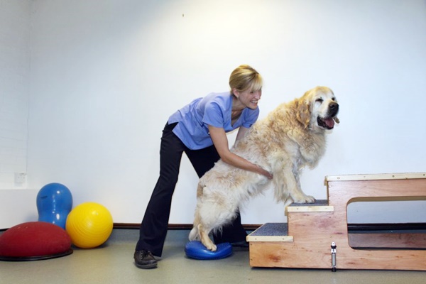 aiutare il cane a salire le scale