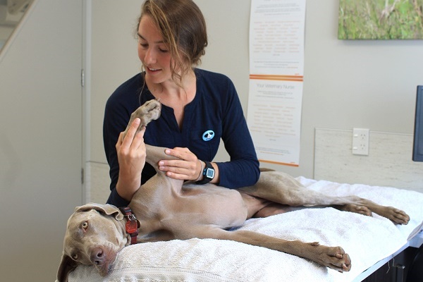 fisioterapia su un esemplare di weimaraner