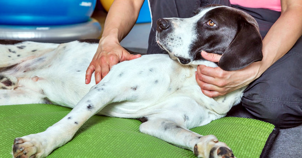 Fisioterapia per il cane: quando ce n’è bisogno e in che cosa consiste