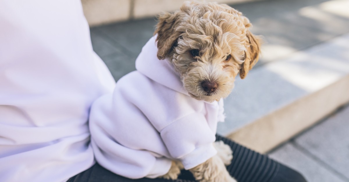 come rianimare un cucciolo di cane