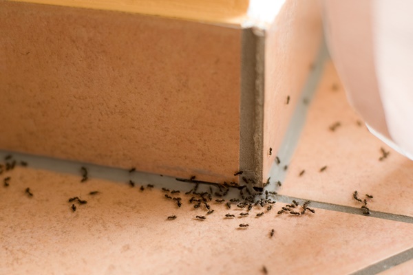 invasione di formiche in casa