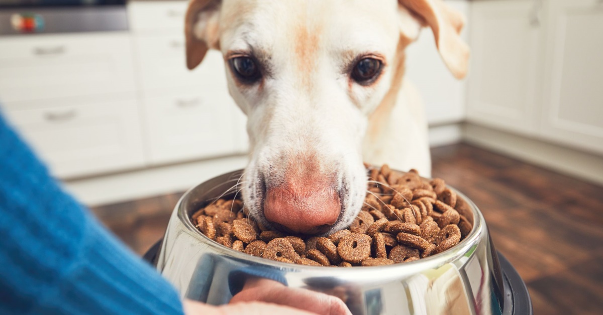 Formiche nella ciotola del cane? Ecco come eliminarle senza fare male a Fido