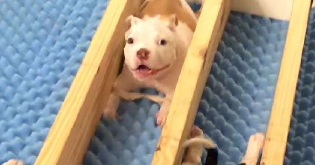 Gabriel, il cucciolo di Pitbull supera ogni difficoltà della sua vita (VIDEO)