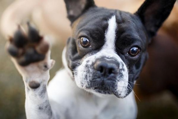 boston terrier che alza una zampa