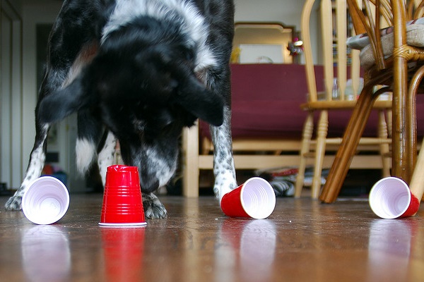 gioco dei bicchieri con il cane