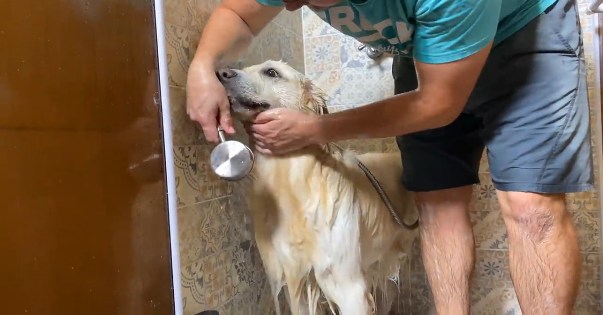 Il dolcissimo Golden Retriever Bailey fa il bagno (VIDEO)