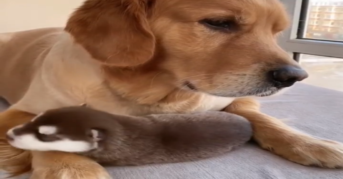 Questo Golden Retriever è sereno, in compagnia del suo amico (VIDEO)