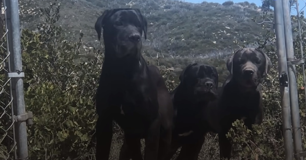 Grace, Steve, George ed il loro salvataggio sulle montagne (VIDEO)