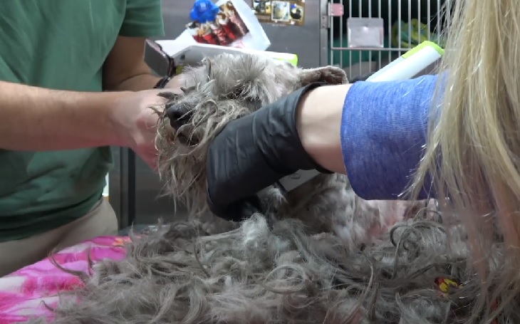 hayley cane taglio pelo 