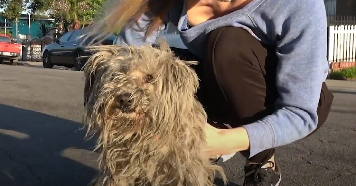 Hayley, la cagnolina che da un “taglio” alla sua vecchia vita (VIDEO)