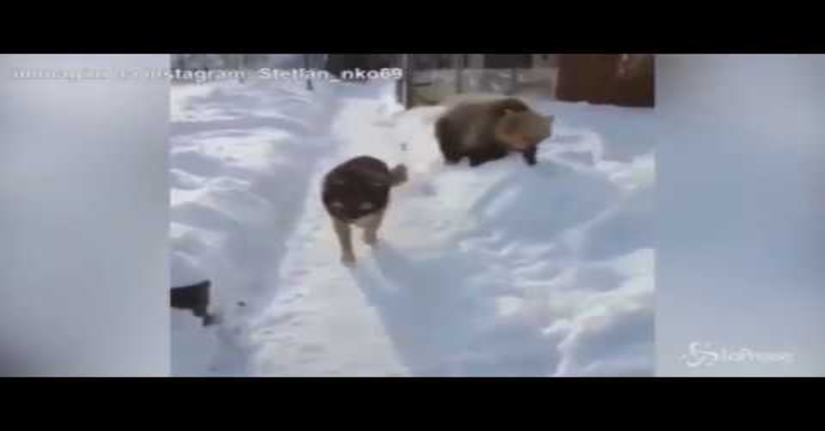 L’orso giocherellone infastidisce il cane che lo ignora (VIDEO)