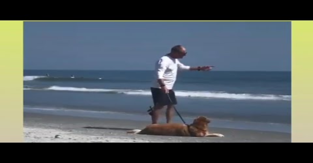 Il cane ama la spiaggia e non vuole tornare a casa (VIDEO)