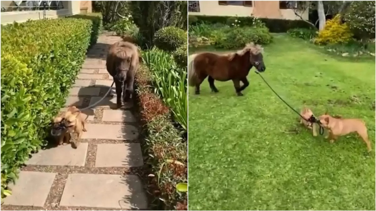 cagnolini spasso pony