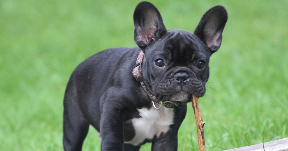 I Bulldog francesi Nacho e Lola portano a spasso un pony (VIDEO)